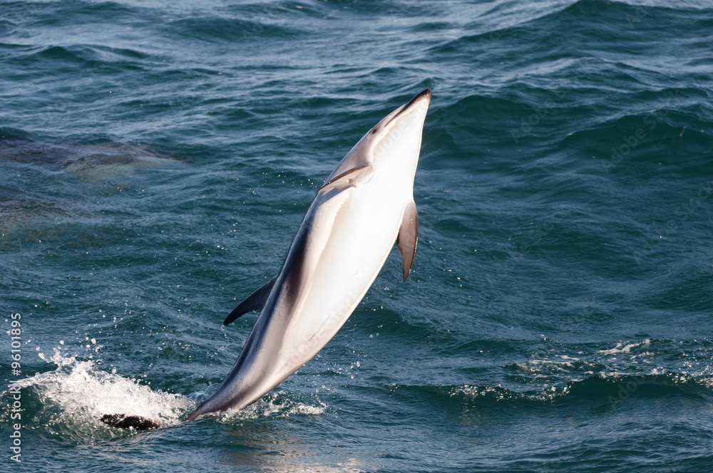 Fototapeta premium Jumping Dolphin - Kaikoura - New Zealand