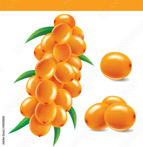 Sea buckthorn berries branch on a white background