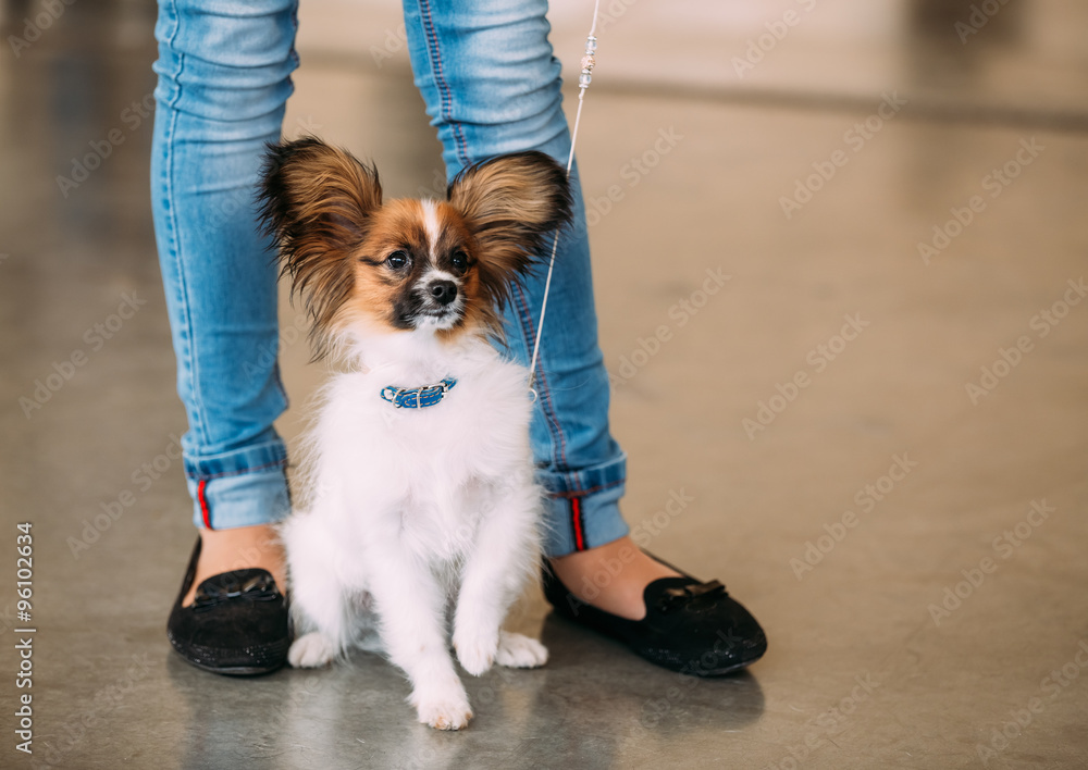 The Papillon dog also called the Continental Toy Spaniel, is a b