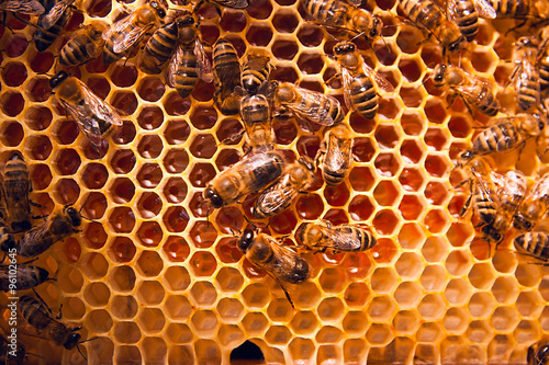 Working bees on the yellow honeycomb with sweet honey.