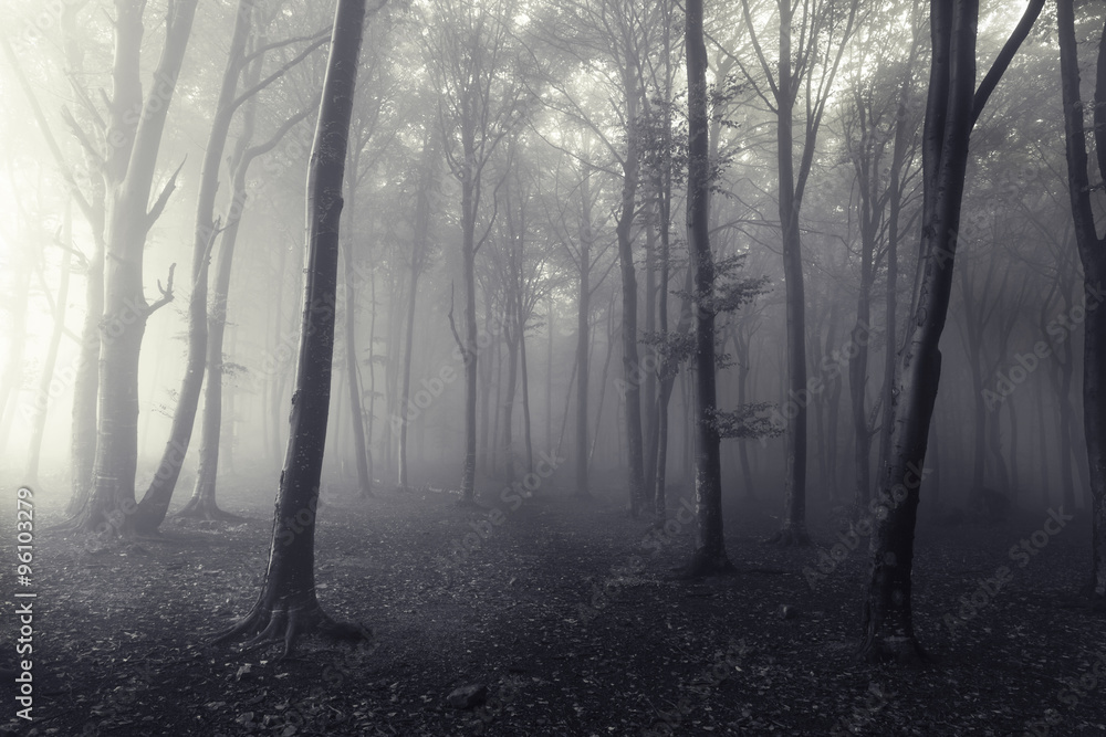 Obraz premium Dark horror misty forest