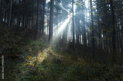 Fototapeta Naklejka Na Ścianę i Meble -  Magical light rays in the forest
