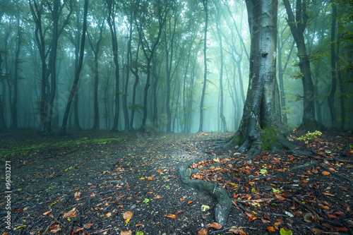 Fototapeta Naklejka Na Ścianę i Meble -  Fairy tale forest trail and roots of the trees