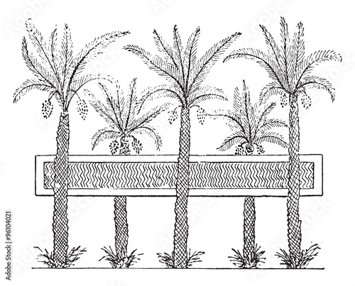 Egyptian garden with a pond, vintage engraving.