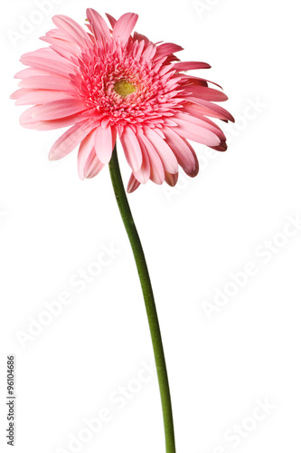 pink daisy