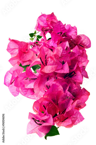 Bougainvillea with pink blossoms isolated on white background