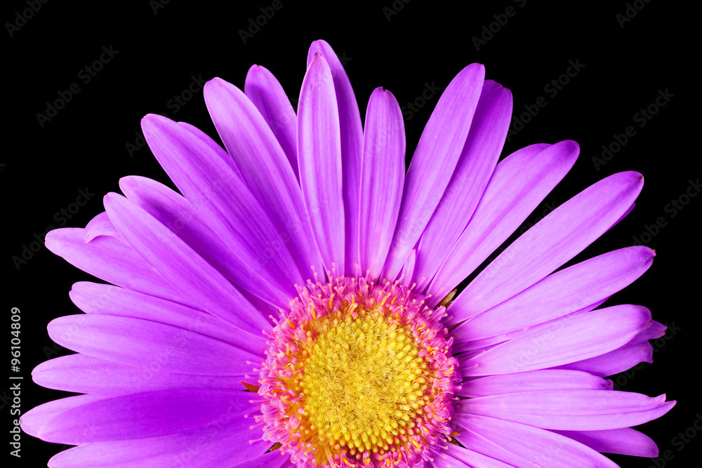 Obraz premium pink daisy isolated
