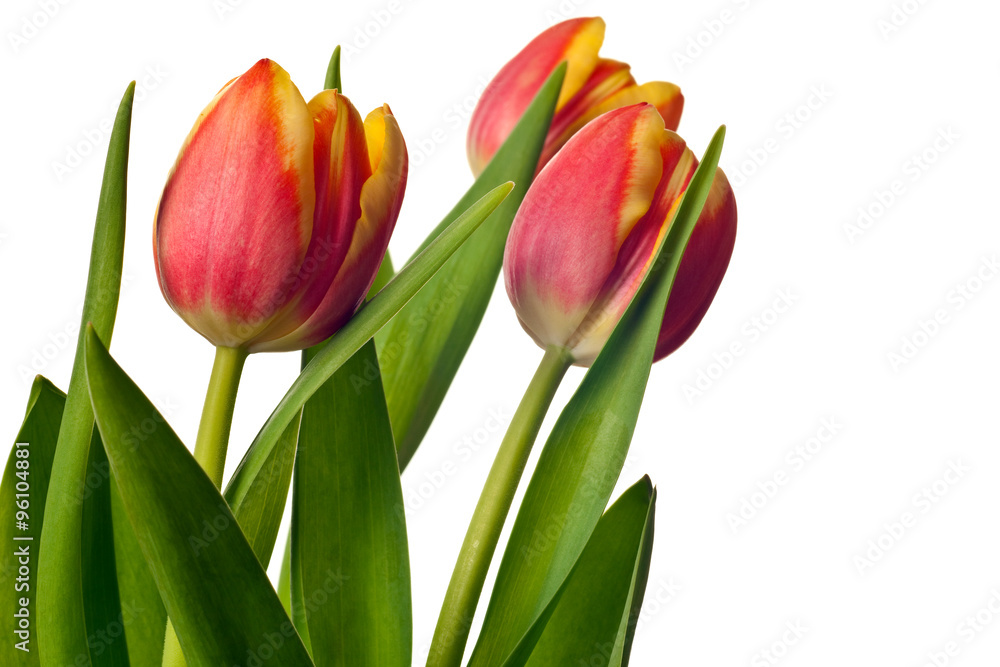yellow and red tulips isolated on white background yellow and red tulips isolated on white background