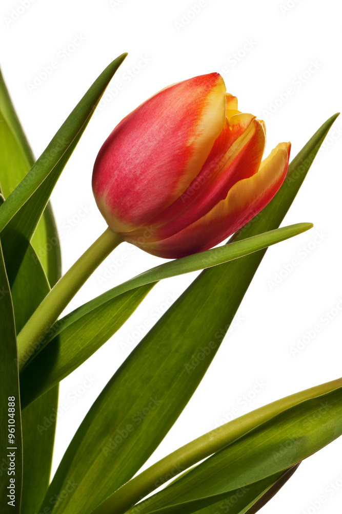 yellow and red tulips isolated on white background yellow and red tulips isolated on white background