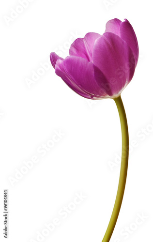 Spring Tulips in Purple
