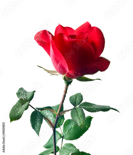 Garden rose isolated on white background