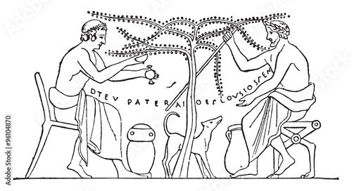The olives picked by hand, vintage engraving.