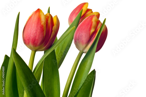 yellow and red tulips isolated on white background