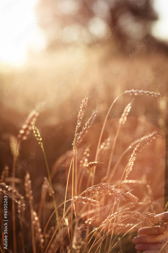 hands with wheat, harvesting hands with wheat, harvesting