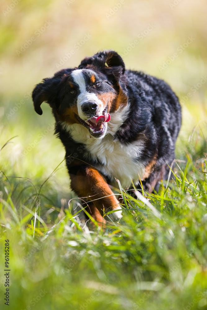 Junger Berner Sennenhund tobt in der Wiese