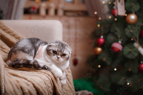 Cat breed Scottish Fold, Christmas and New Year photo