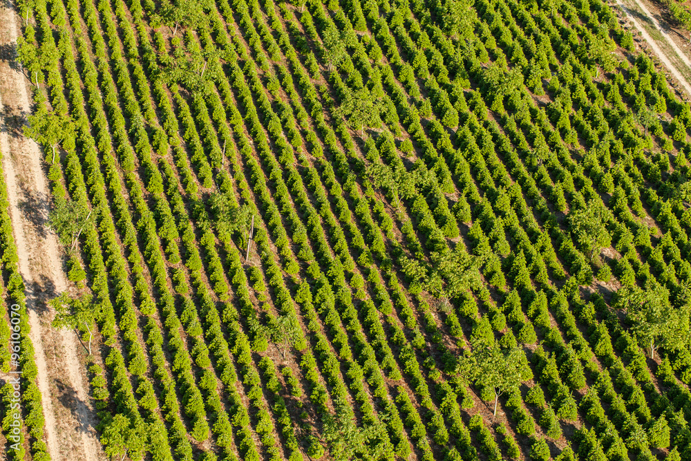 aerial view of the tree plantation