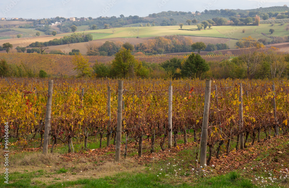 Paesaggio rurale con vitigno in autunno