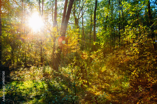 Sunny Day In Summer Sunny Forest Trees. Nature Woods, Sunlight 