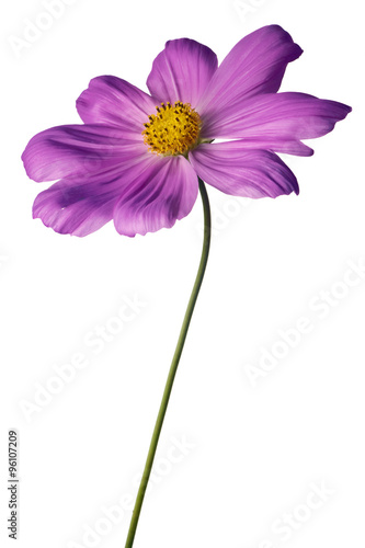 purple cosmos isolated on white