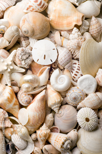 seashell background