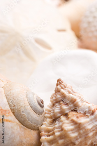seashell background