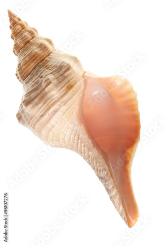 seashell isolated on white background