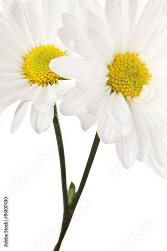white daisy © Christine