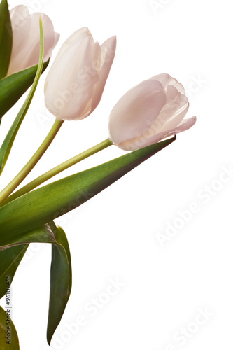 Fototapeta Naklejka Na Ścianę i Meble -  Spring Tulips in white