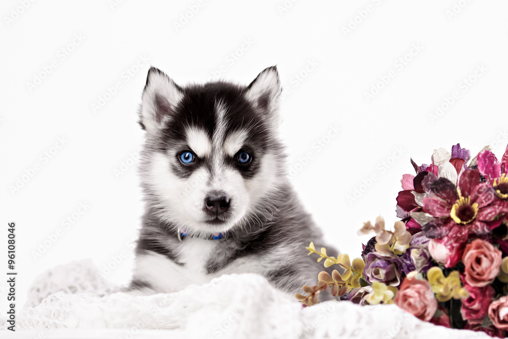 Adorable black and white with blue eyes Husky puppy. Adorable black and white with blue eyes Husky puppy.