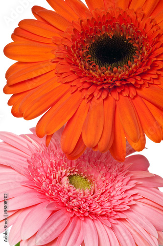 pink and orange daisies