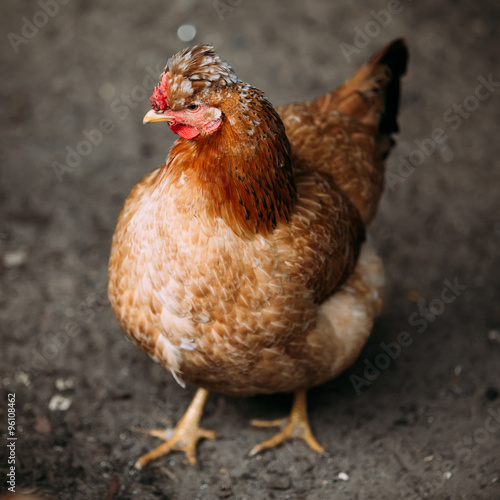 Brown red free chicken in farm
