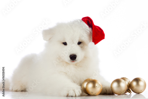 Christmas puppy.  Merry christmas © EwaStudio