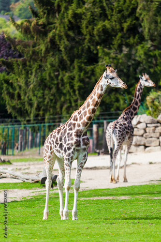 giraffes in the zoo safari park