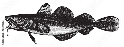 Cod, vintage engraving.