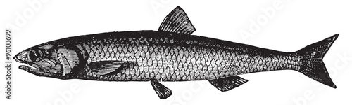 Anchovies, vintage engraving.