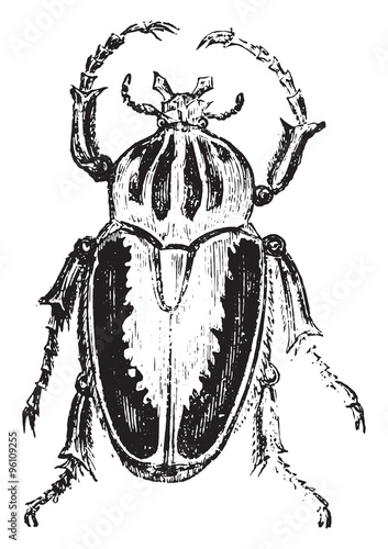 Goliath beetles, vintage engraving.