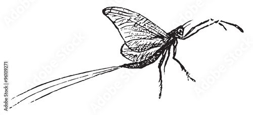 Mayfly, vintage engraving.