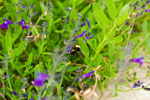 california garden perennials with bee