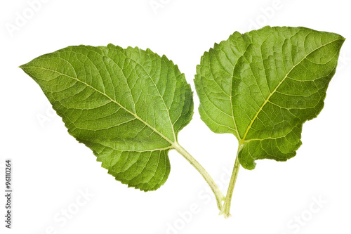 sunflower leaves isolated