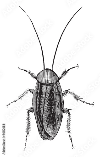 American cockroach, vintage engraving.