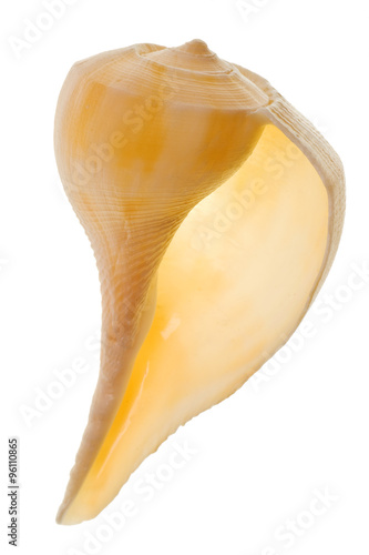 Seashell isolated on white background