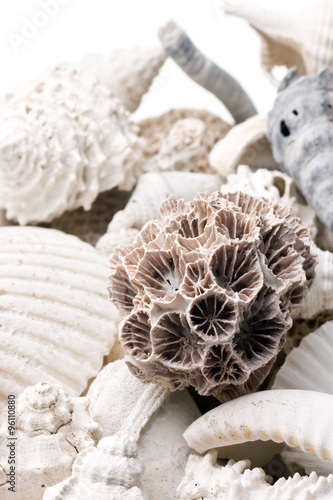 fossilized seashell background