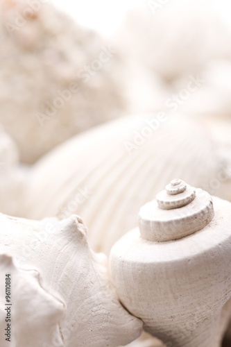 fossilized seashell background