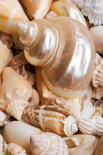 Seashell Background