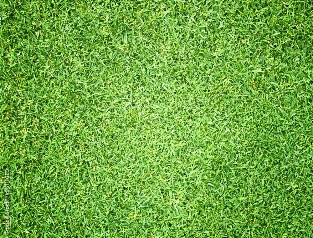 Fototapeta premium Golf Courses green lawn