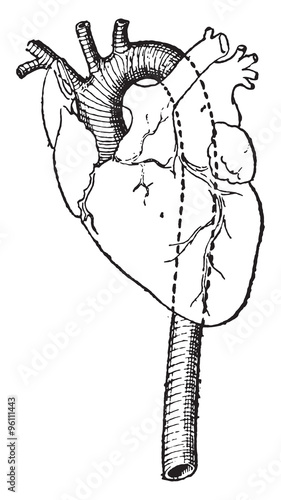 Aorta, vintage engraving.
