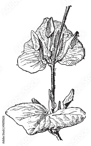 Aristolochia, vintage engraving. photo