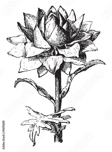 Artichoke, vintage engraving.