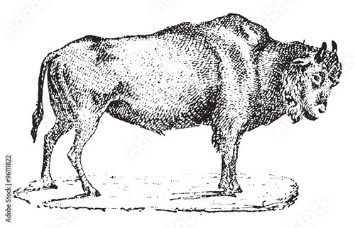 Aurochs, vintage engraving.